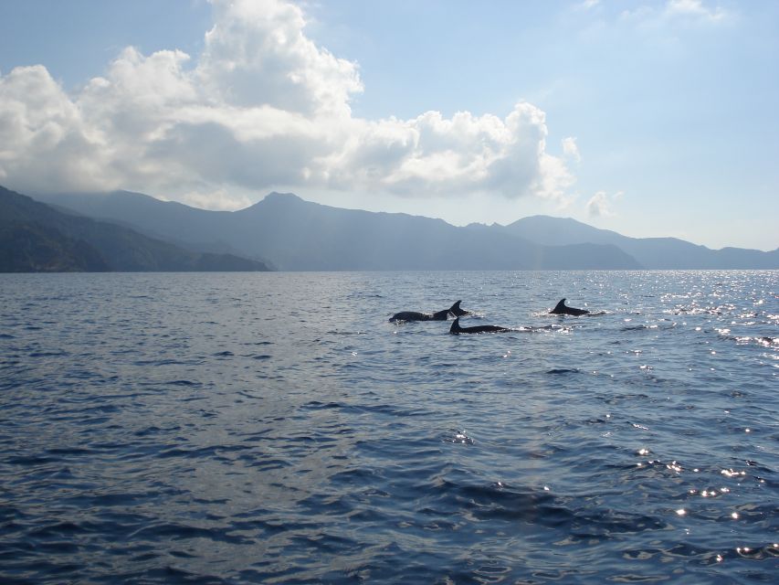 Calvi: Scandola and Girolata 6-Hour Boat Tour - Meeting the Santa Regina and getting the small-group advantage
