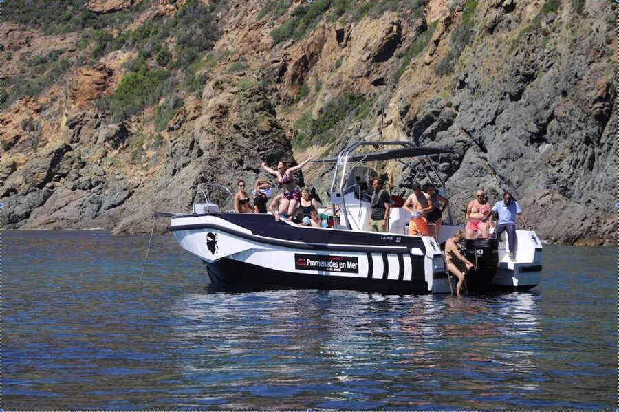 Calvi to Scandola: 4-Hour Boat Tour - The return ride: wildlife, dolphins, and the human touch