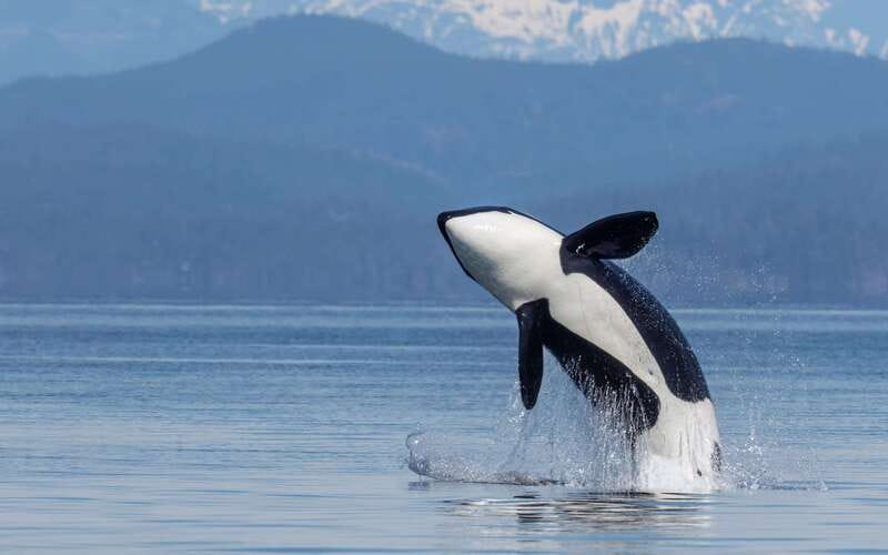 Campbell River: 4 Hour Whale & Wildlife Zodiac Boat Tour - 6 Things I’d Focus on Before You Go