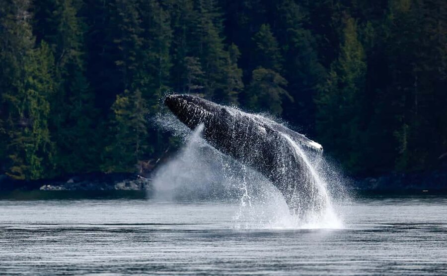 Campbell River: 4 Hour Whale & Wildlife Zodiac Boat Tour - Wildlife Encounters: Orcas, Whales, Dolphins, and the Bear Chance