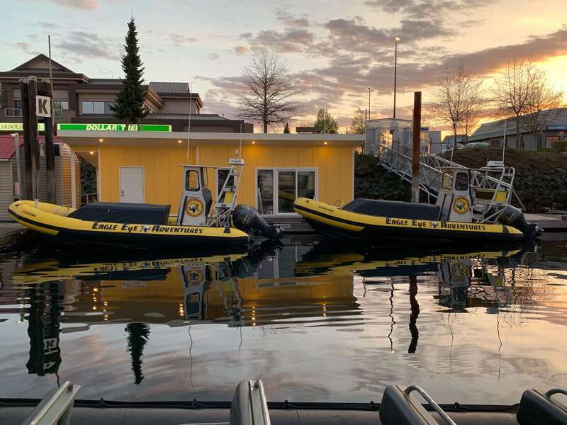 Campbell River: 4 Hour Whale & Wildlife Zodiac Boat Tour - Timing and Flow: How the 4 Hours Typically Feel