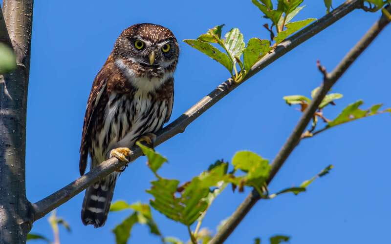 Campbell River: 4 Hour Whale & Wildlife Zodiac Boat Tour - What’s Included (and What That Means for Your Budget)