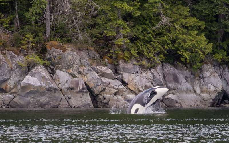 Campbell River: 4 Hour Whale & Wildlife Zodiac Boat Tour - Where You’ll Start: Coast Marina and Finding the Right Office