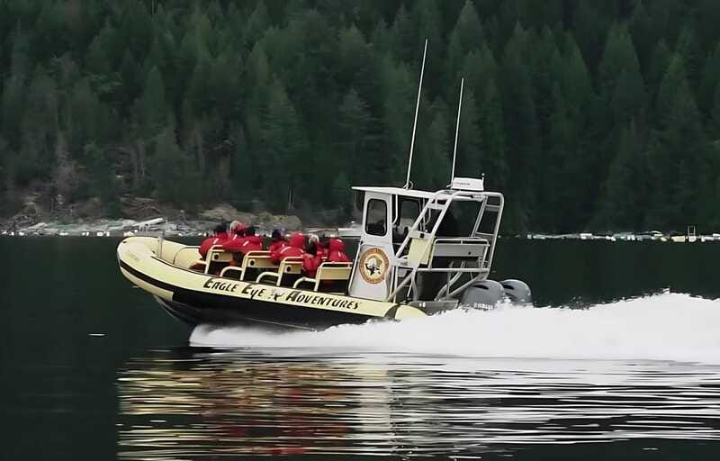 Campbell River: 4 Hour Whale & Wildlife Zodiac Boat Tour - Who This Tour Suits Best (and Who Should Rethink It)