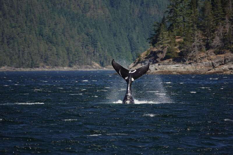 Campbell River: 6-Hour Whale Watching Boat Tour - Campbell River whale watching: why this route is the point