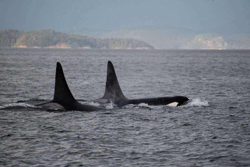 Campbell River: 6-Hour Whale Watching Boat Tour - The 12-passenger advantage: seeing whales without feeling lost