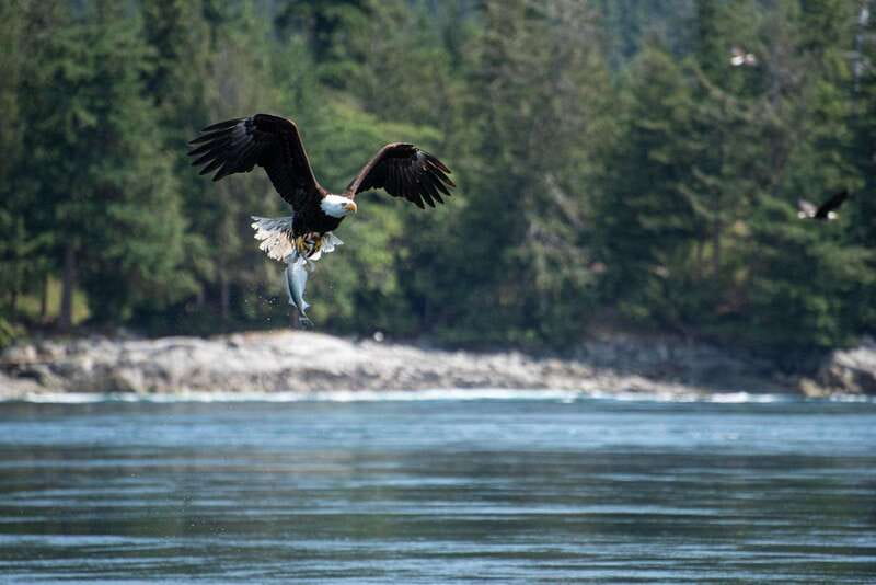 Campbell River: 6-Hour Whale Watching Boat Tour - The naturalist + captain combo: why interpretation changes everything