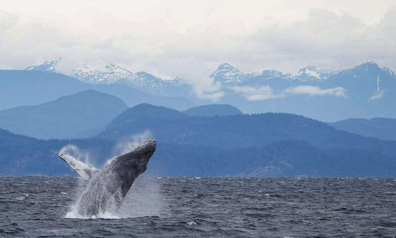Campbell River: 6-Hour Whale Watching Boat Tour - What you should bring: camera, binoculars, and the right clothing
