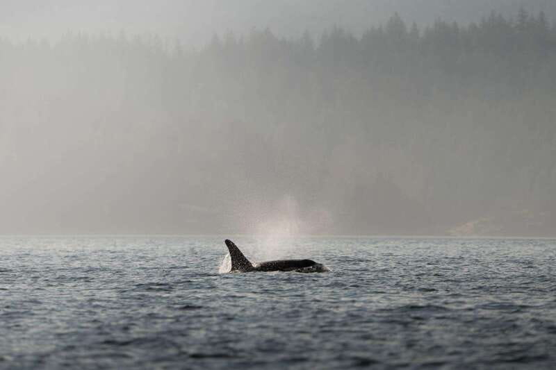Campbell River: 6-Hour Whale Watching Boat Tour - Your boat setup: covered comfort or open-air viewing