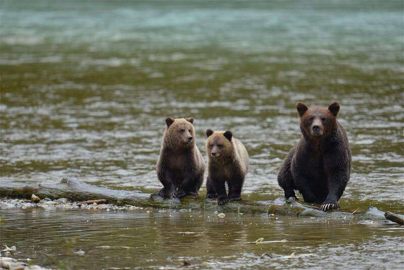 Campbell River: Bute Inlet Grizzly-Watching Tour & Boat Ride - Key moments that make this tour worth your time