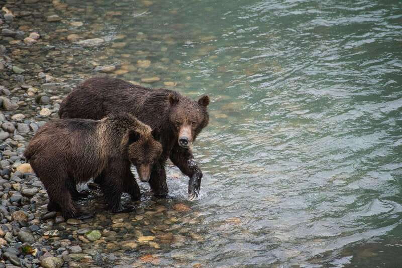 Campbell River: Bute Inlet Grizzly-Watching Tour & Boat Ride - Why Orford River and Bute Inlet work so well for grizzlies