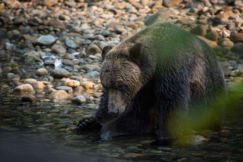 Campbell River: Bute Inlet Grizzly-Watching Tour & Boat Ride - Who you’ll learn from on the land and on the boat