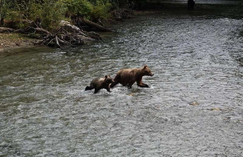 Campbell River: Bute Inlet Grizzly-Watching Tour & Boat Ride - Lunch, snacks, and the comfort you’ll actually use