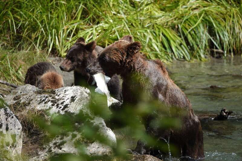 Campbell River: Bute Inlet Grizzly-Watching Tour & Boat Ride - Price and value: what $557 per person buys you