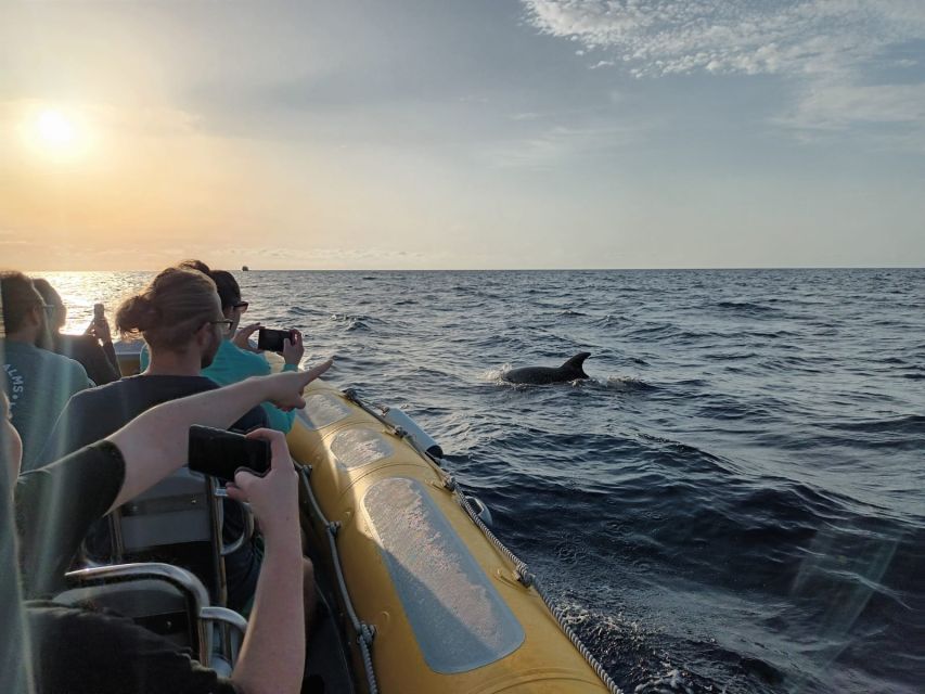 Can Picafort: Dolphin Watching Boat Tour, Swimming stop - Small group size: max 12 people changes the whole feel
