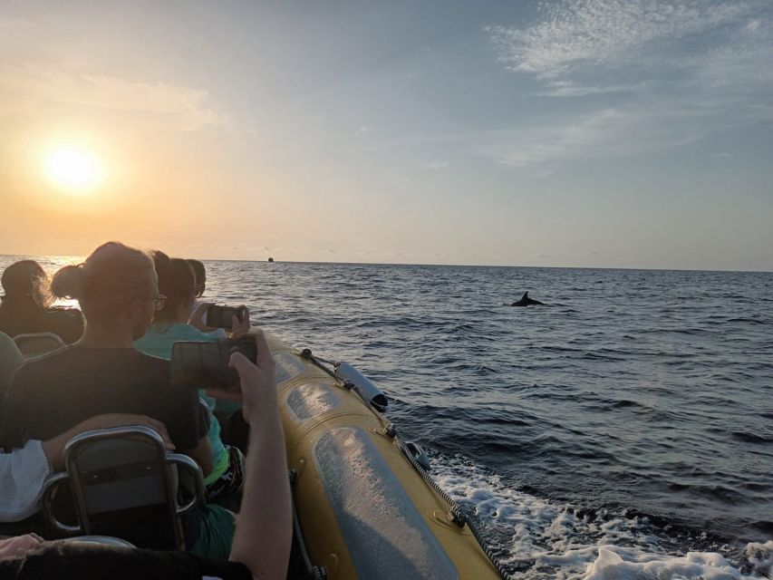 Can Picafort: Dolphin Watching Boat Tour with Swimming - The return cruise includes a cave and a cove stop