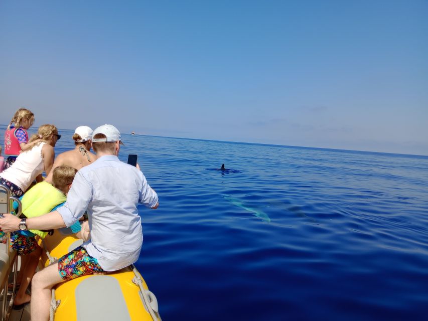 Can Picafort: Dolphin Watching Boat Tour with Swimming - Price and value: is $79 worth it for 3 hours?