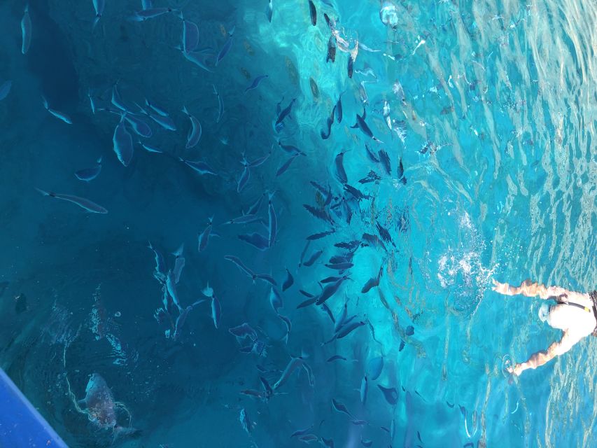 Can Picafort: Dolphin Watching Boat Tour with Swimming - How dolphin watching works when your captain is driving the search