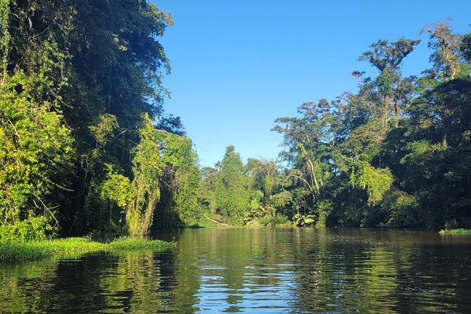 Canoe Boat Tour in Tortuguero Canal - Tortuguero Canals: Where the Forest Sounds Do Half the Work