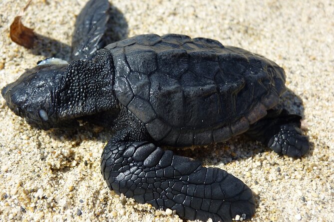 Caretta - Caretta Turtle Trip (Boat Trip) - National Marine Park: The Glass-Bottom Turtle Hour