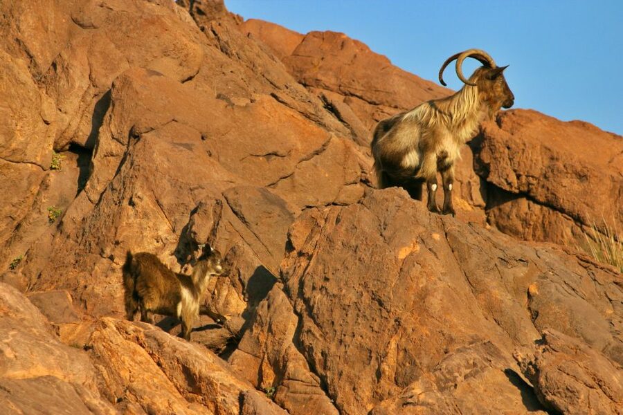 Cargèse: Scandola and Piana Boat Tour with Stop at Girolata - Key highlights that matter on the ground