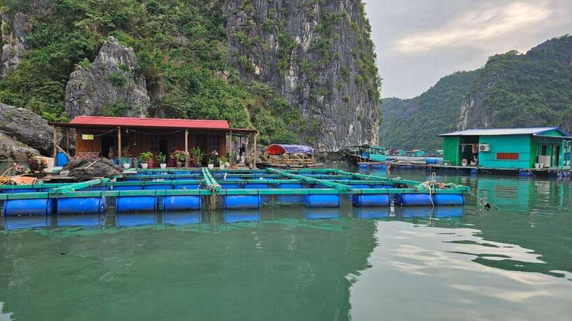 Cat Ba : Lan Ha Bay Bioluminescent Plankton Kayak Boat Tour - Night Kayaking for Bioluminescent Plankton: How You Get the Glow
