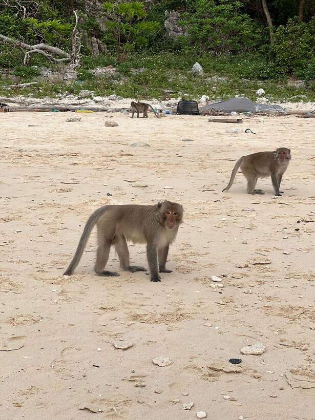 Cat Ba : Lan Ha Bay Bioluminescent Plankton Kayak Boat Tour - Who This Works Best For (and Who Might Feel Less Excited)