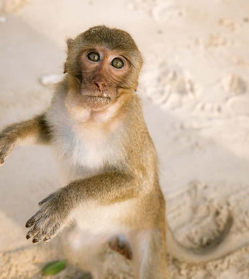 Cat Ba: Lan Ha & Ha Long Bay Kayak & Snorkel Boat Tour - Key Highlights at a Glance