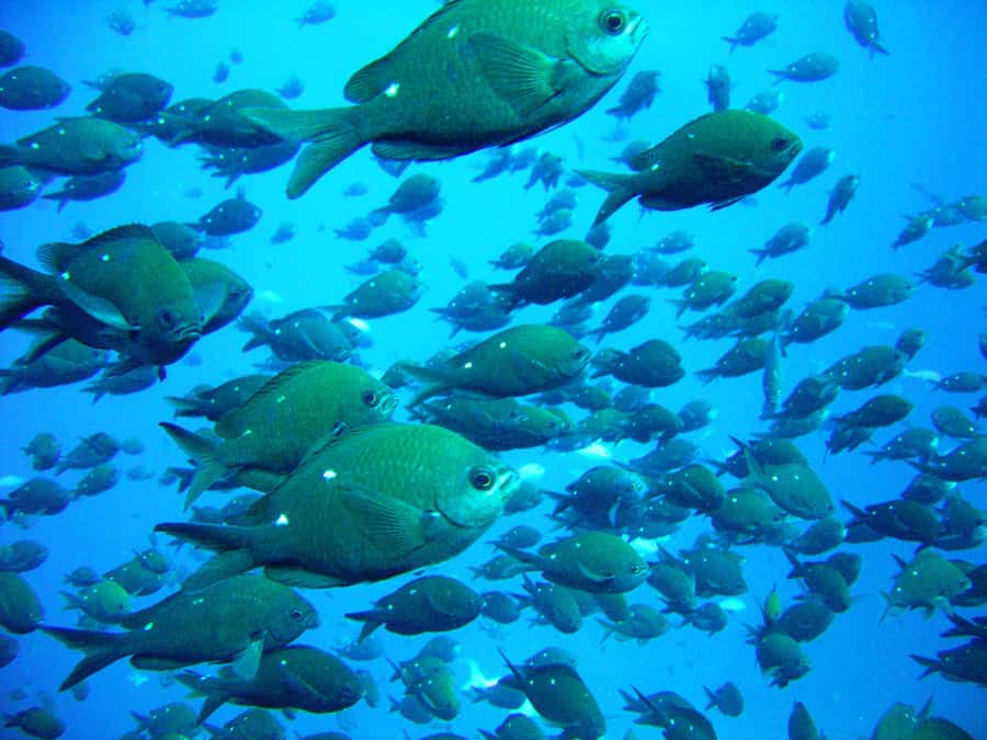 Cathedral Cove Marine Reserve: Snorkeling Boat Trip - Warm Wetsuits and Snorkel Gear: Comfort Is the Real Upgrade