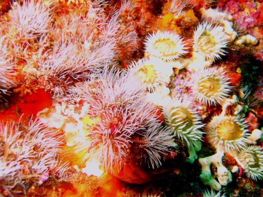 Cathedral Cove Marine Reserve: Snorkeling Boat Trip - How Much Time You Actually Get in the Water