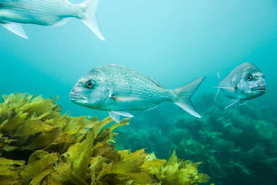 Cathedral Cove Marine Reserve: Snorkeling Boat Trip - Price and Value: What $85 Is Buying You
