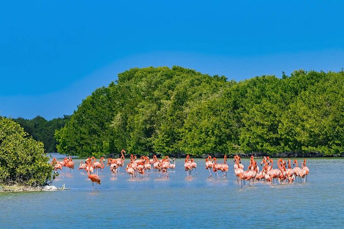 Celestun Beach and Mangrove Boat Ride from Merida - Price and value: what you’re paying for at $128