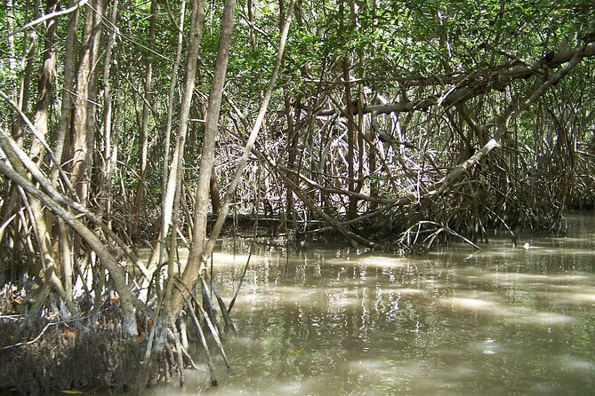 Celestun Beach and Mangrove Boat Ride from Merida - Should you book this Celestun Beach and mangrove boat ride from Mérida?