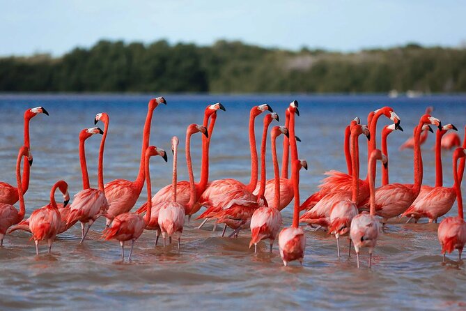 Celestun Beach and Mangrove Boat Ride from Merida - The mangrove reserve boat ride: your floating wildlife classroom