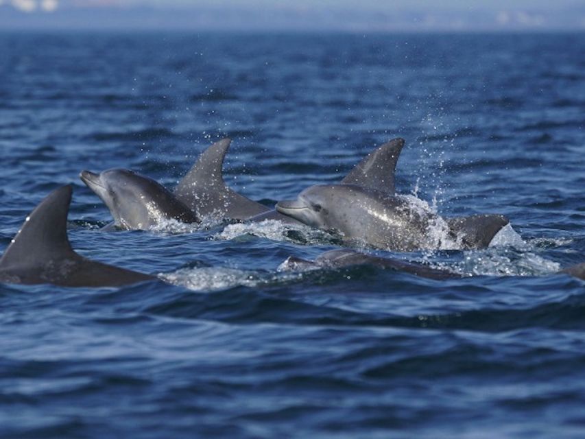 City of Side: Dolphin Island Boat Tour with BBQ & Foam Party - Lunch aboard: the best part is you don’t have to leave the water