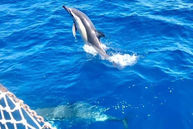 Classic Boat Tour in Palermo - Addaura Wave: jagged coast, cave views, and a quieter kind of drama