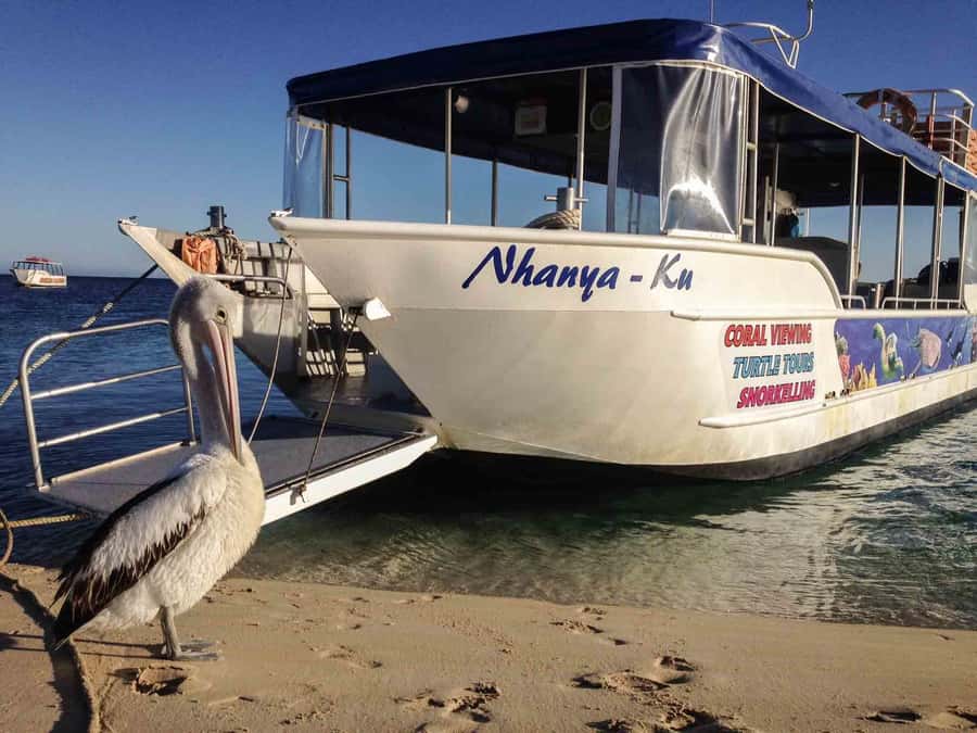 Coral Bay Glass-Bottom Boat Tour - Key things I’d bet on before you book