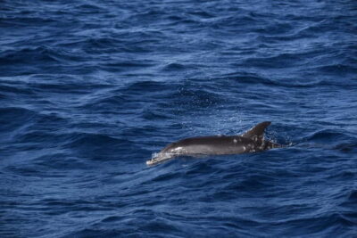 Costa Calma: Fuerteventura Dolphin Watching Boat Tour - Transfers from Esquinzo or Jandia: the underrated part of the value