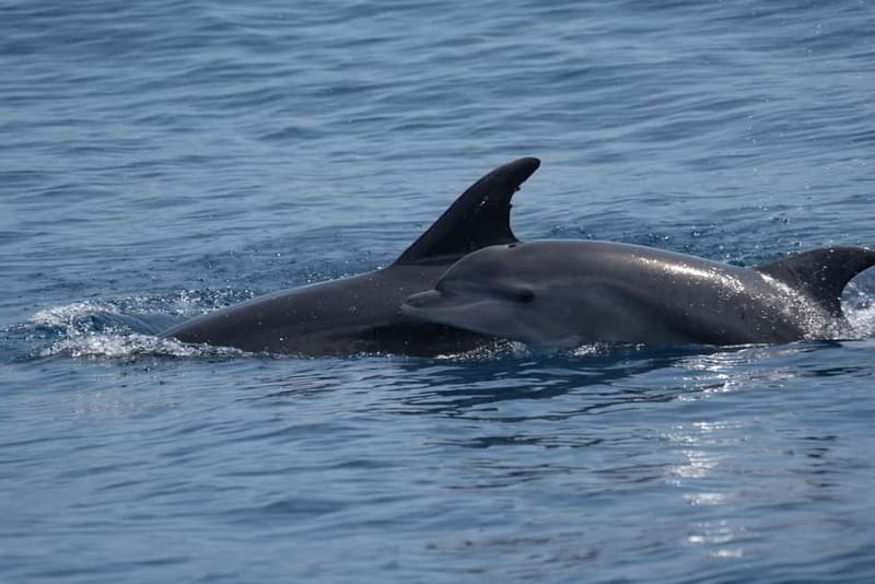 Costa Calma: Fuerteventura Dolphin Watching Boat Tour - Getting the best views: Morro Jable and the Fuerteventura coastline