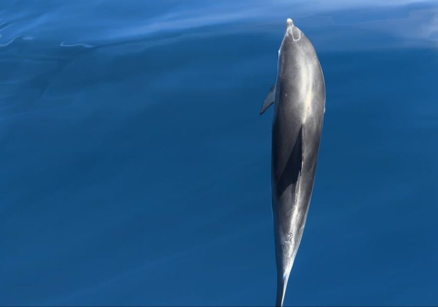 Costa Calma: Fuerteventura Dolphin Watching Boat Tour - Wildlife beyond dolphins: sea birds and even manta rays