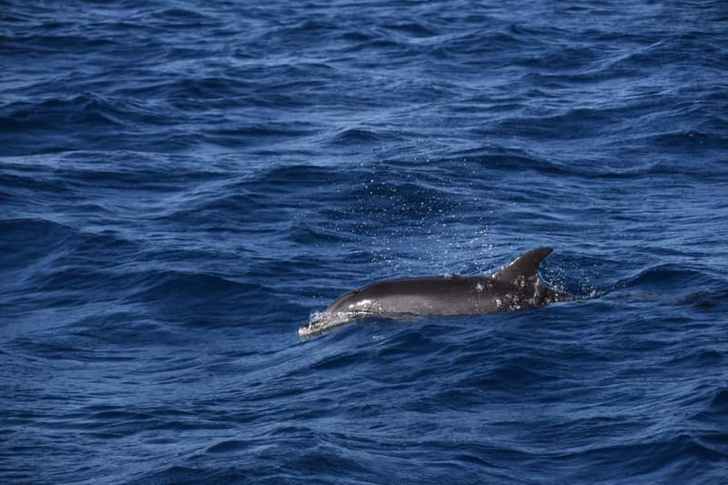 Costa Calma: Fuerteventura Dolphin Watching Zodiac Boat Tour - Why This Zodiac Tour Works for Dolphin Spotting