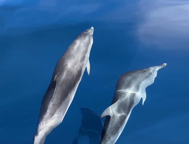Costa Calma: Fuerteventura Dolphin Watching Zodiac Boat Tour - On the Water: What the 90-Minute Zodiac Ride Feels Like
