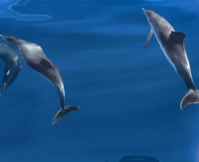 Costa Calma: Fuerteventura Dolphin Watching Zodiac Boat Tour - Getting to the Boat: Esquinzo and Jandia Hotel Transfers
