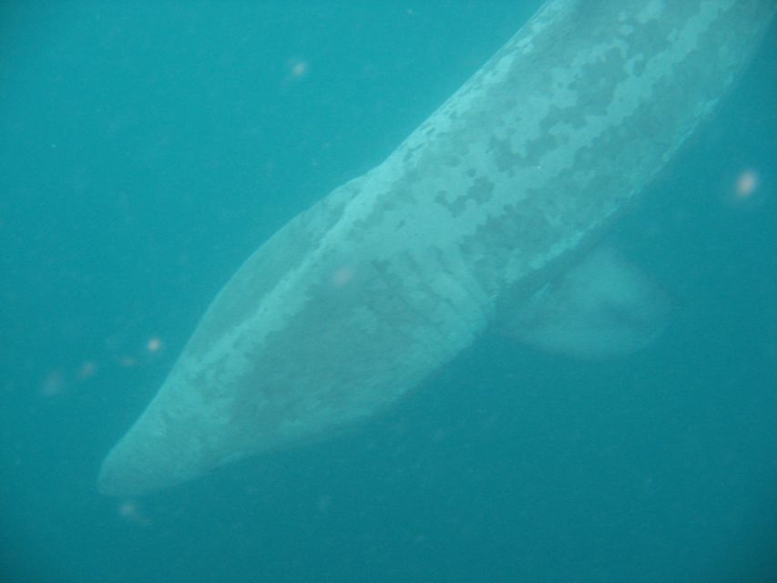 County Cork: Whale & Dolphin Watching Boat Trip - Key Highlights Worth Your Time