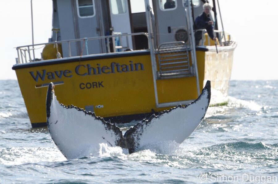 County Cork: Whale & Dolphin Watching Boat Trip - Where This Cork Whale Trip Fits on the Wild Atlantic Way