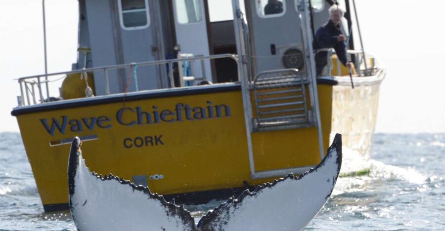 County Cork: Whale & Dolphin Watching Boat Trip - Getting Comfortable on WAVE CHIEFTAIN (Indoor Shelter Matters)
