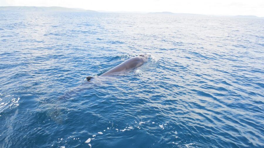 County Cork: Whale & Dolphin Watching Boat Trip - What You’re Really Looking For: Whales, Dolphins, Seals, Birds