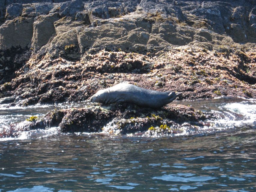 County Cork: Whale & Dolphin Watching Boat Trip - How the Skipper Changes the Outcome