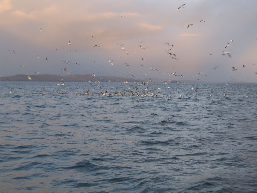 County Cork: Whale & Dolphin Watching Boat Trip - Timing, Duration, and Why the 3–4 Hours Works