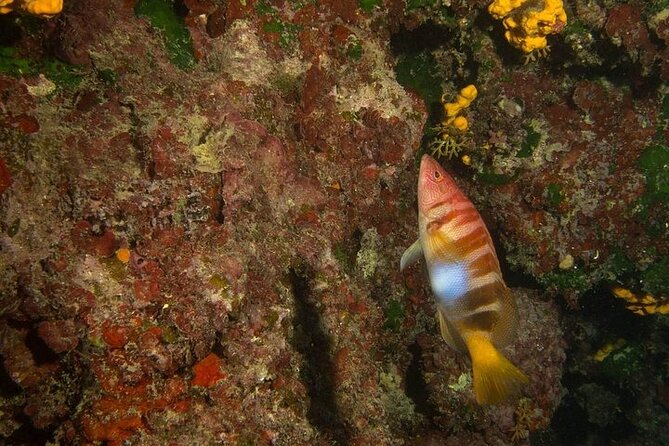 Crete-Chania: Snorkeling & Scuba Dive for Beginners by Boat - What the sea time looks like (and what can change)